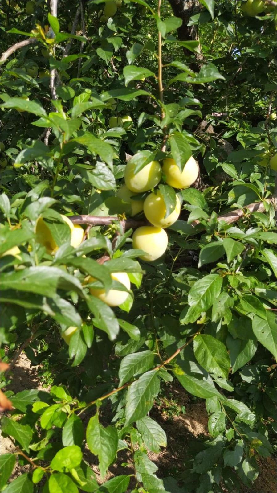 Azienda Agricola Biologica La Cardellina Tolfa Dış mekan fotoğraf
