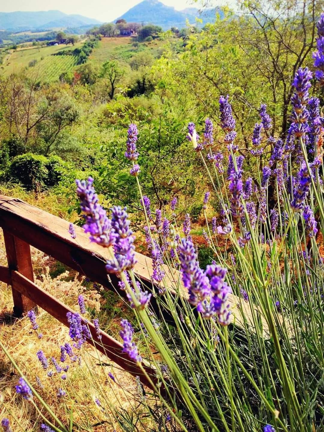 Azienda Agricola Biologica La Cardellina Tolfa Dış mekan fotoğraf