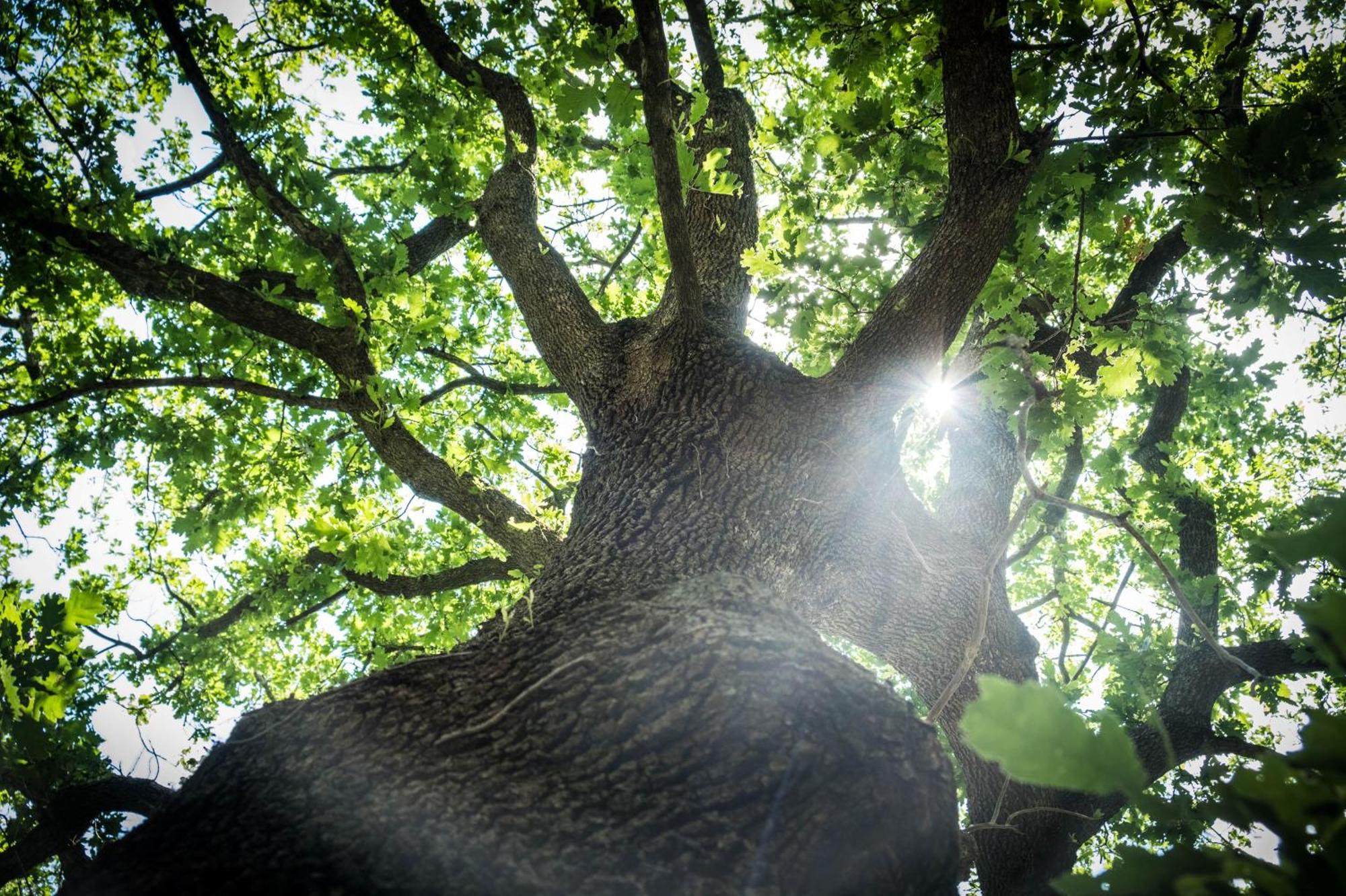 Azienda Agricola Biologica La Cardellina Tolfa Dış mekan fotoğraf