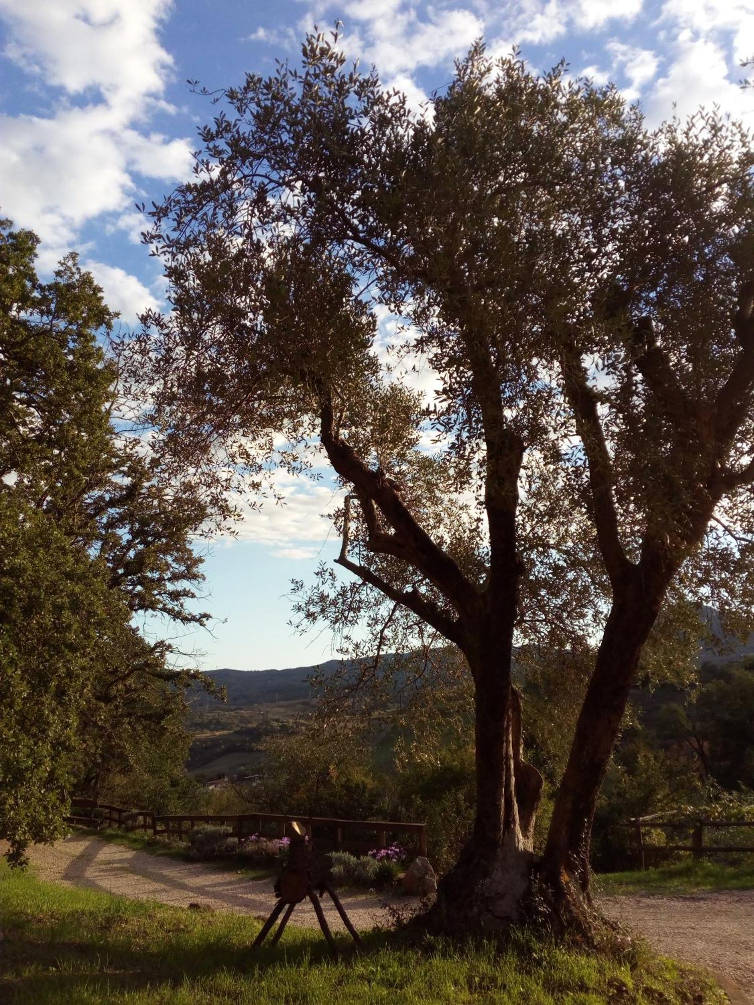 Azienda Agricola Biologica La Cardellina Tolfa Dış mekan fotoğraf