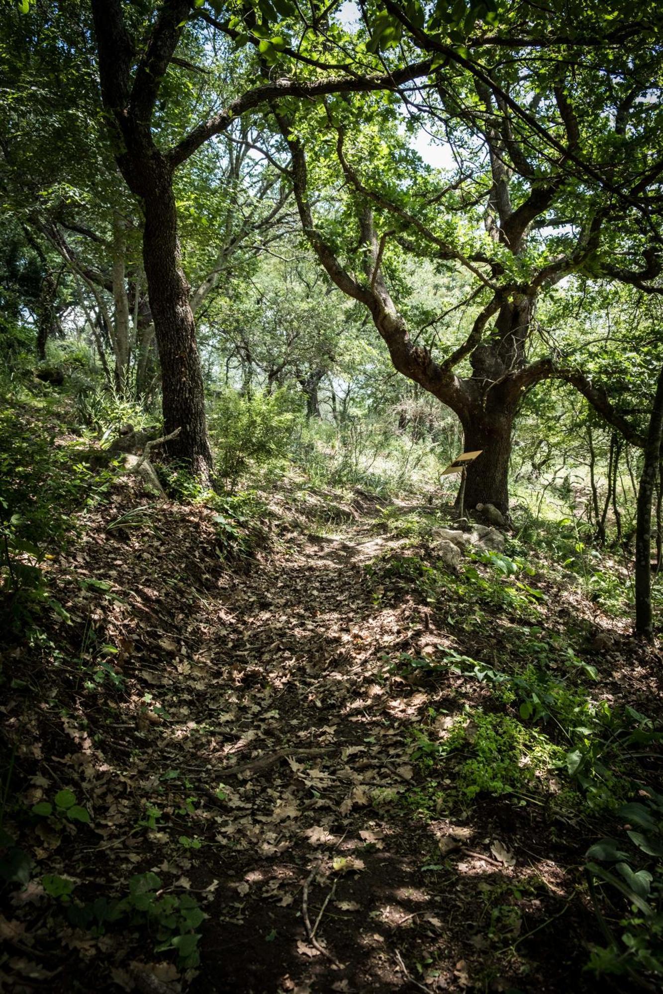 Azienda Agricola Biologica La Cardellina Tolfa Dış mekan fotoğraf